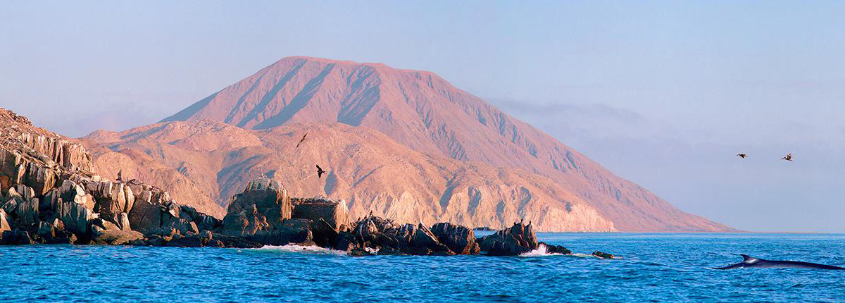 39+ Best cruise ship to baja mexico ideas in 2021 