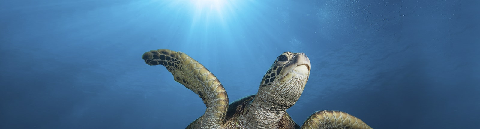 Close up of a sea turtle underwater in Bermuda
