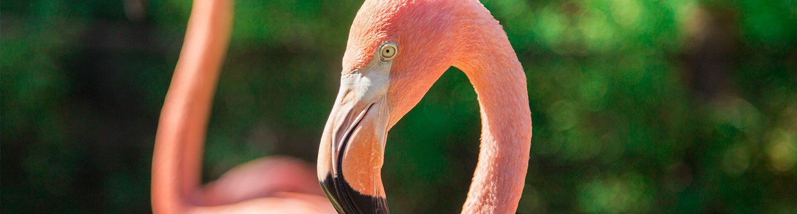 A pink flamingo close-up in Bonaire