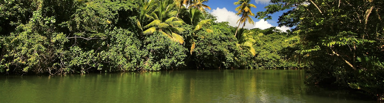 Floating in the river enjoying the foliage in Dominica