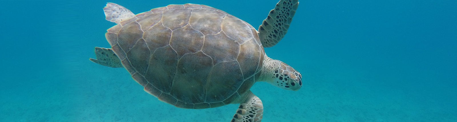 Close-up shot of a turtle under the sea in St. Croix