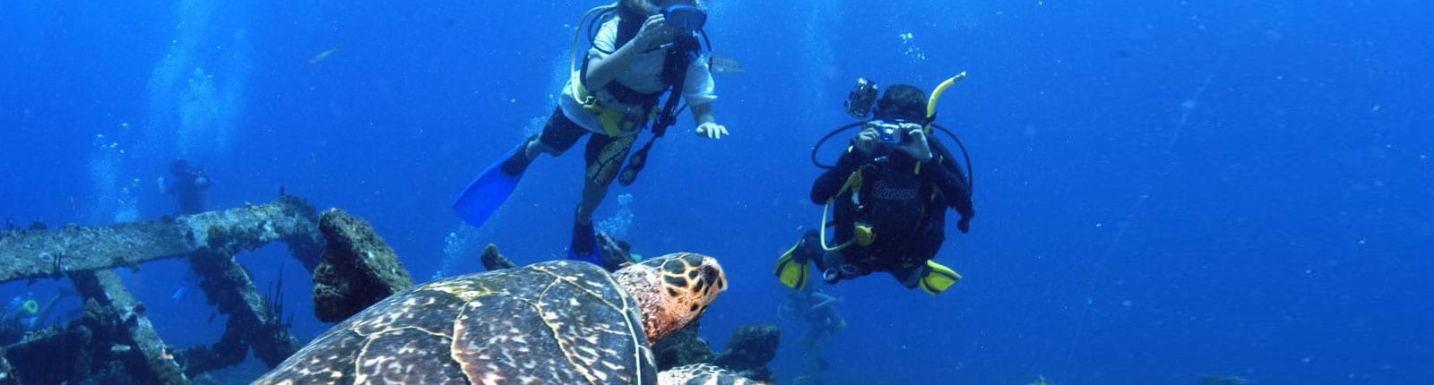 Snorkeling with the turtles in Tortola