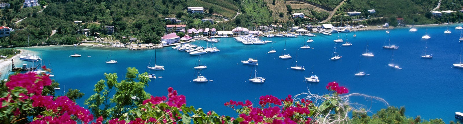 Purple flowers in the foreground above the boats anchored in Norman Island near Tortola