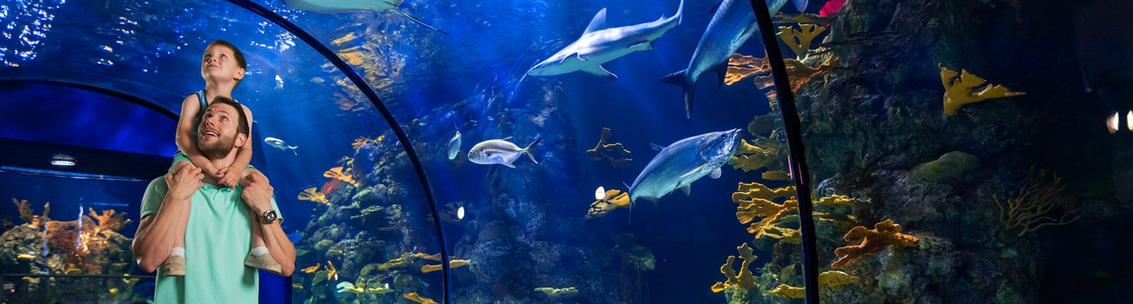 a father and son explores an underwater tunnel surrounded by sharks and other tropical sea life