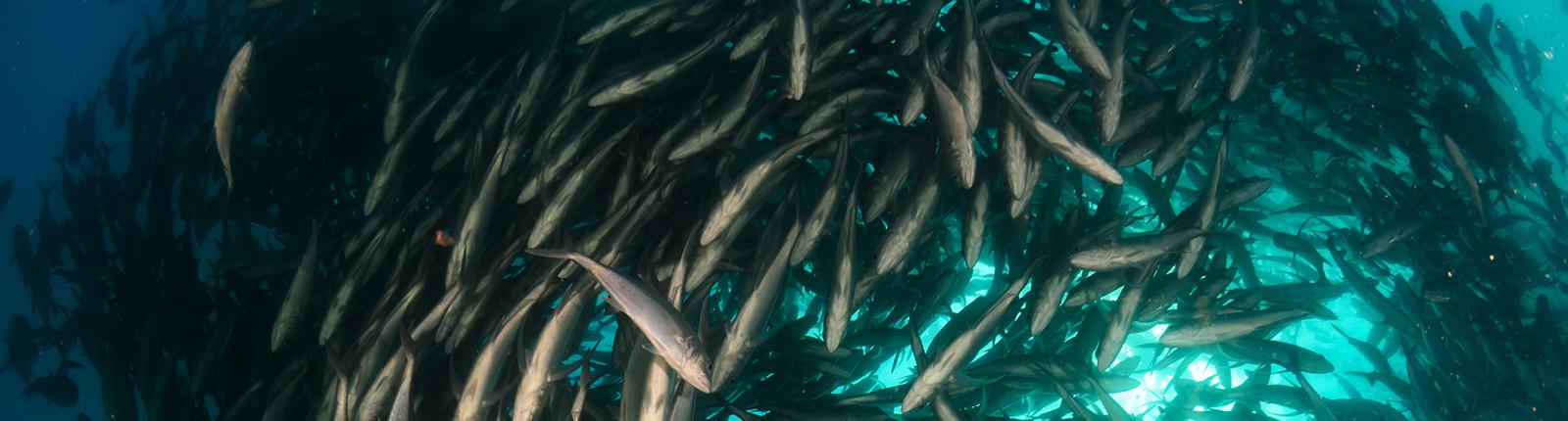 A large school of fish swimming in circular formation beneath the blue waters of La Paz, Mexico