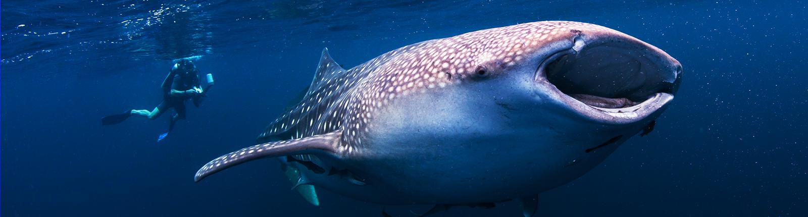 Shot of a whale swimming in shallow blue waters in La Paz, Mexico