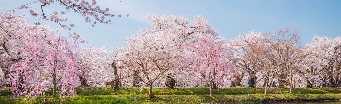 lovely view of pink cherry blossom trees in full bloom in aomori, japan