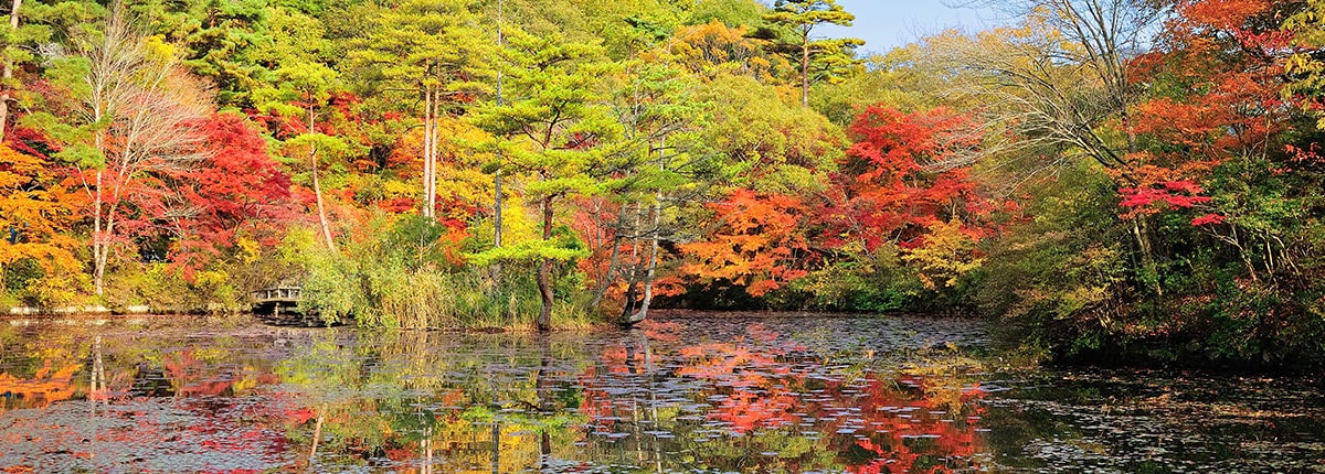 view of the autumn leaves and a pond in kobe japan