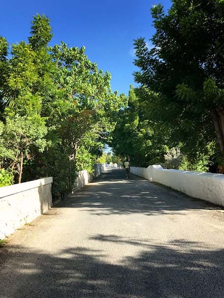 View of a paved street with trees hanging over the road in Grand Turk