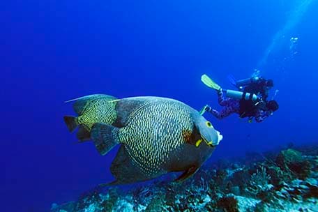 scuba diver next to a tropical fish in cozumel