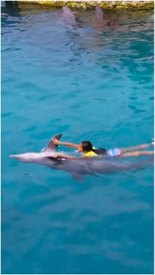 daughter swimming w dolphins