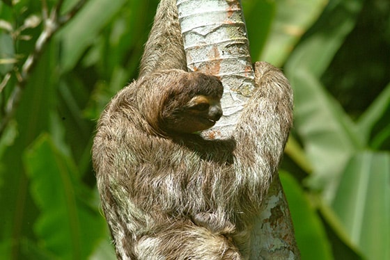 sloth climbing tree in aviaries del caribe sloth sanctuary