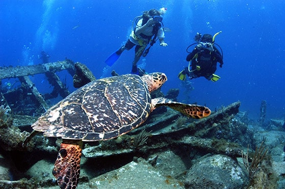 man and woman taking pictures of turtle while scuba diving a ship wreck