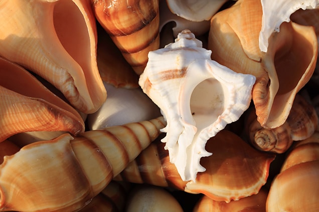 white and yellow conch shells