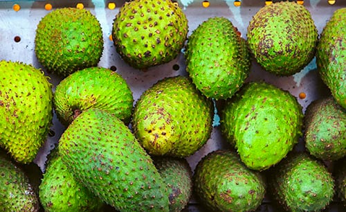 several spiky green fruits called soursop from tortola