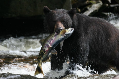 alaskan black bear holding on to a fish with its mouth as it hunts by the river