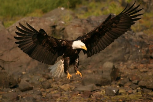 bald eagle gliding down with open wings to catch its prey