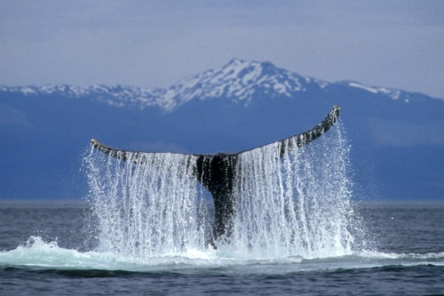  humpback whale sticking its tail out of the water during an alaska tour