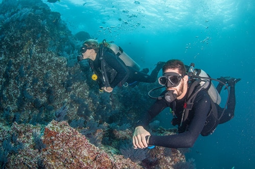 man and woman scuba diving near a reef off the coast of cabo san lucas
