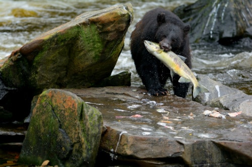 alaskan black bear biting a salmon that was caught from the water 