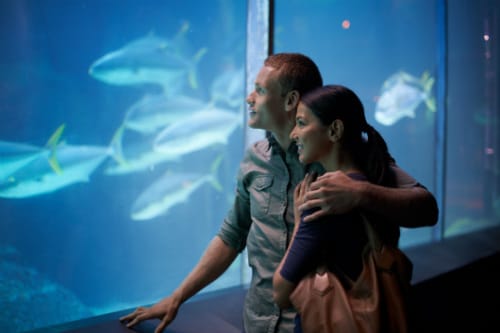  couple looking at fishes through a glass aquarium in maui