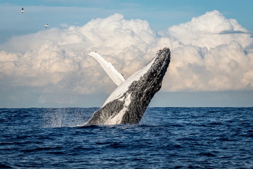 humpback whale jumping out of the water in the pacific ocean near maui 