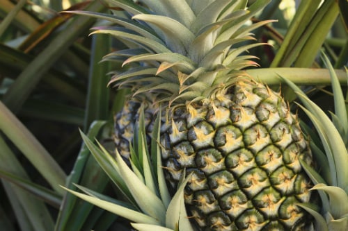 large pineapple growing in a pineapple farm in maui hawaii
