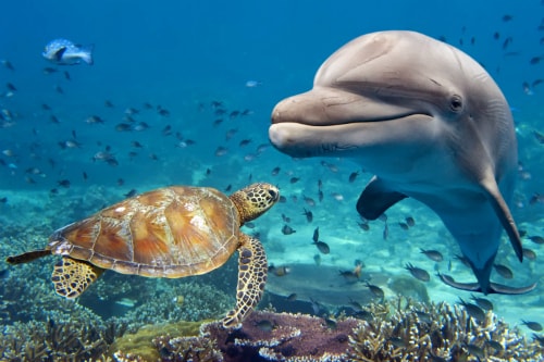 wild dolphin approaching a sea turtle in the pacific ocean, near kona hawaii 