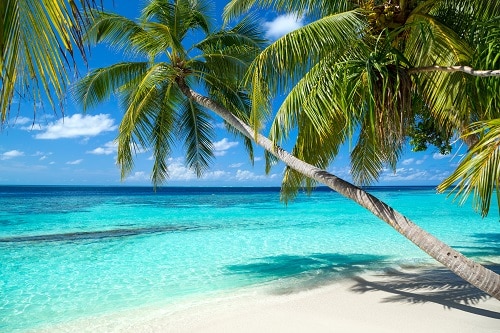 beautiful beach with palm trees and crystal clear waters in the bahamas