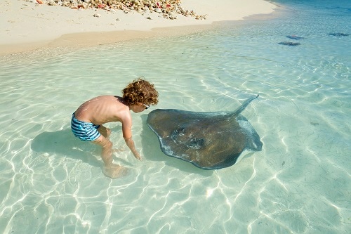 boy playing with a stingray on a half moon cay beach