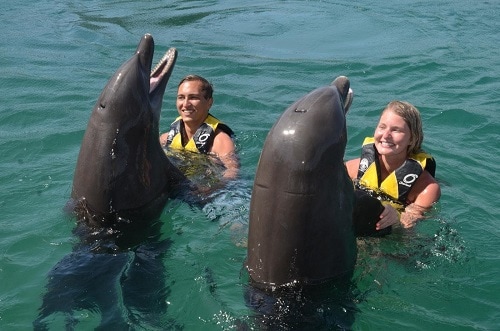 couple holding the fins of 2 dolphins during an excursion in amber cove