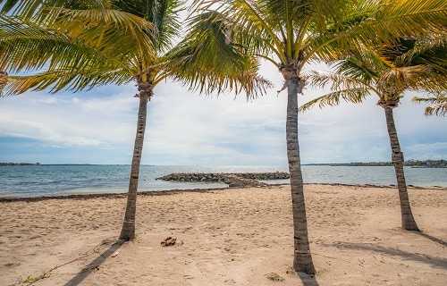 3 palm trees overlooking the balmoral island beach in nassau bahamas