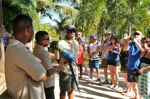 group of people on a roatan tour looking at an exotic bird