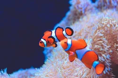 clowfish from an aquarium exhibit
