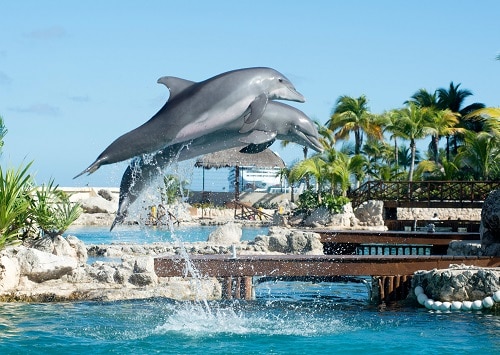 dolphins jumping into the water as part of an aquatic show at an aquarium