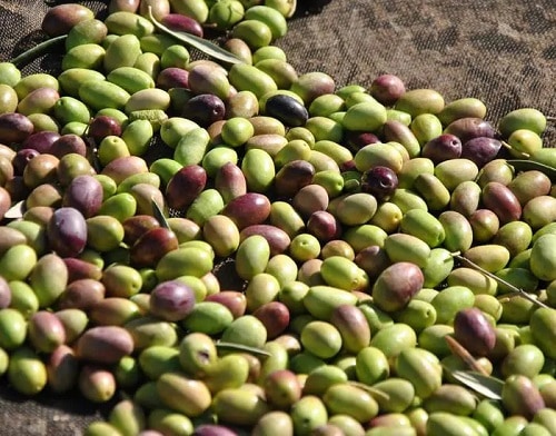 a batch of olives that is going to be harvested into oil