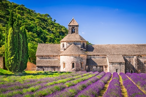 a lavender farm in france