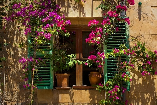 flowers adorning a windowsill on the streets of palma de mallorca