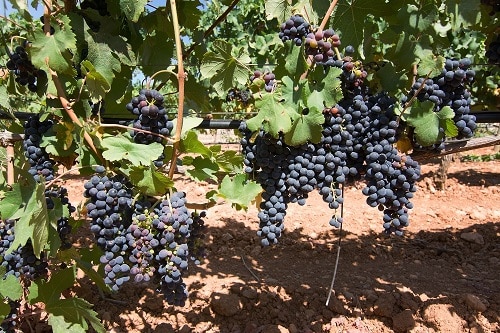 grapes ripening on a mallorca vineyard on a sunny day