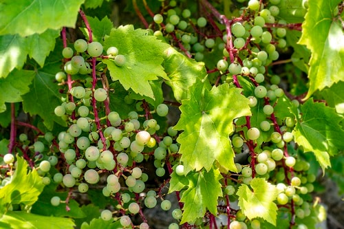 white wine grapes growing out of vines in croatia