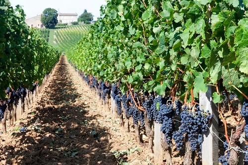 a row of grape vines for wine in france