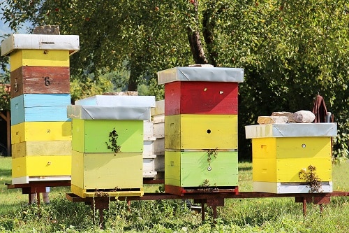 wooden bee colonies in Montenegro