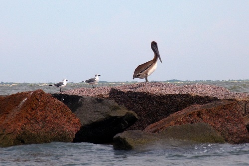 birds along the rocks on a galveston beach