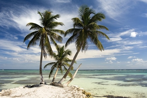 palm trees on the beach of costa maya