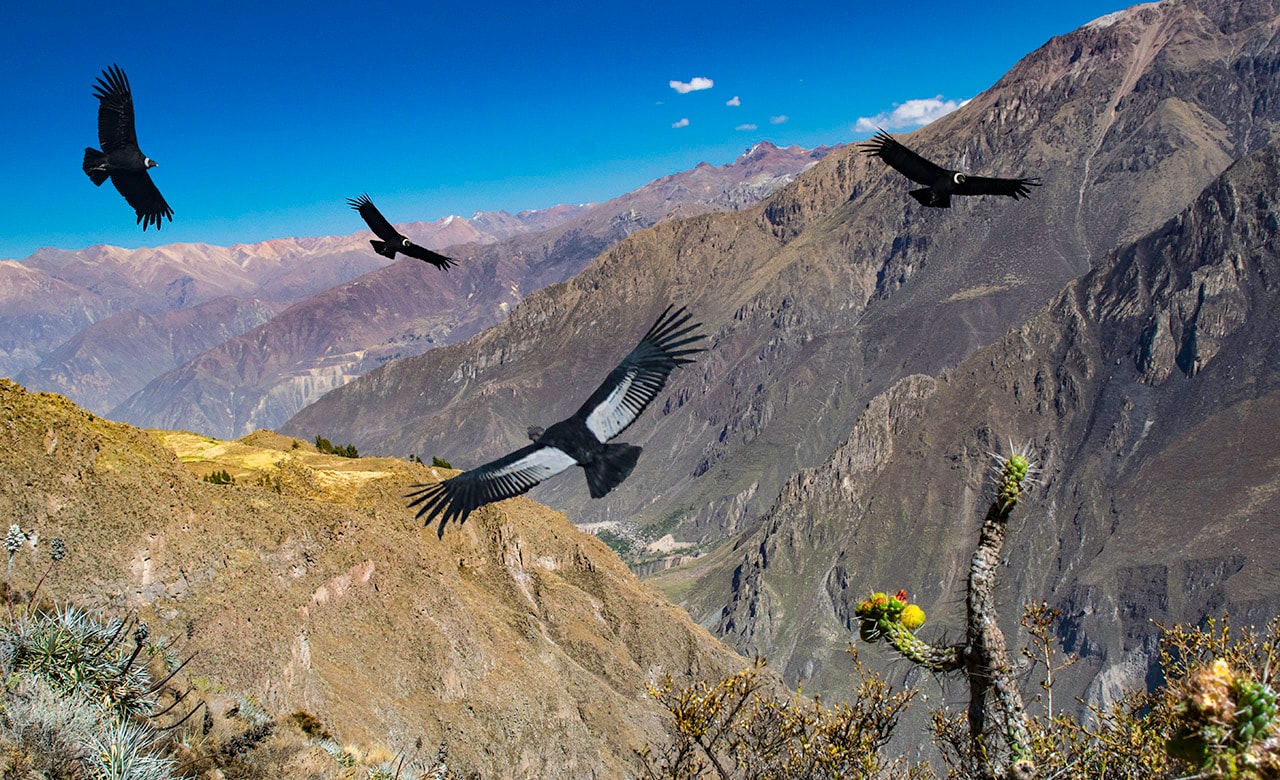 andean condor wingspan