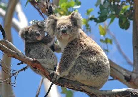 The 6 wildest animals you need to see when you visit Australia