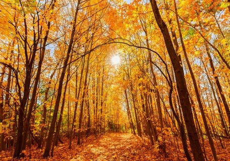 Your Guide to Seeing Fall Foliage