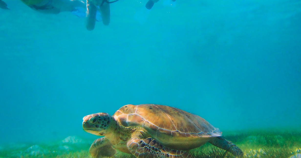 Turtle Cove and Cavern Snorkel Adventure - CZM Shore Excursions | Carnival  Cruise Line