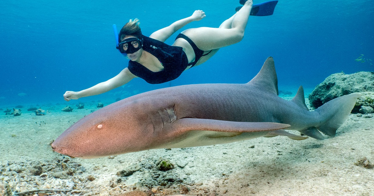 Everybody Loves Rays and Sharks! - CZM Shore Excursions | Carnival Cruise  Line