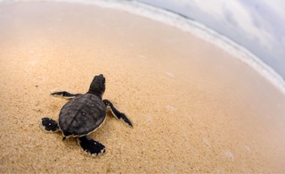 Save A Sea Turtle Experience - CZM Shore Excursions | Carnival Cruise Line
